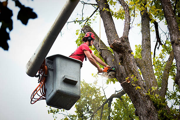 Edmond, OK Tree Service Company